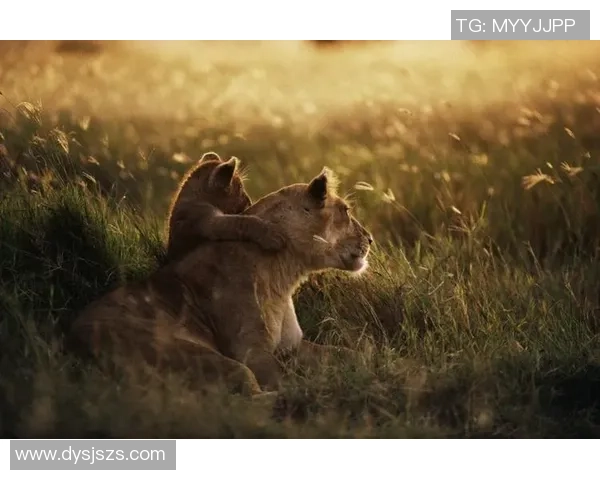 足球明星与可爱动物的欢乐时光共同享受自然的美好瞬间